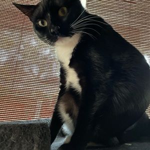 Meet your Posher, Lily